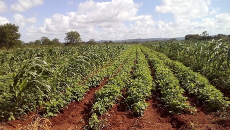 Respaldan producción de alimentos campesinos lajeros