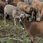 Auspicia proyecto humano centro científico de Mayabeque