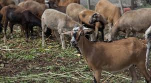 Auspicia proyecto humano centro científico de Mayabeque. Foto: Radio Camoa
