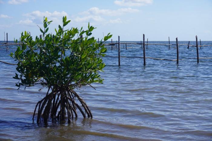 Avanza proyecto de adaptación al cambio climático en Cuba