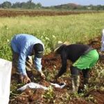 Potencia sus producciones finca mayabequense