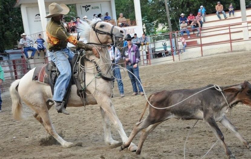 Mayabeque ocupó el tercer lugar en competencia de rodeo cubano