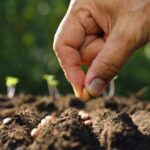 Avanza en Jaruco campaña de siembra de primavera