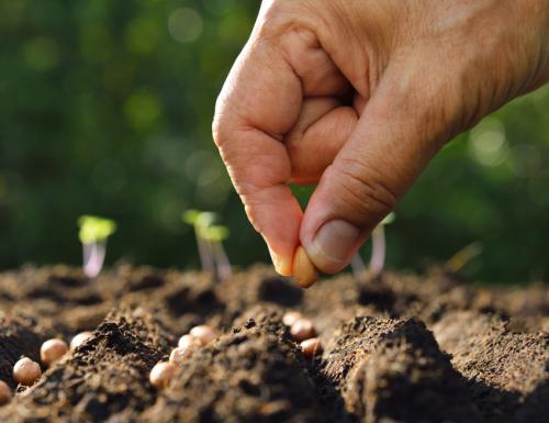 Avanza en Jaruco campaña de siembra de primavera