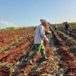 Trabajo productivo en cooperativa fundada por Fidel (+Galería)