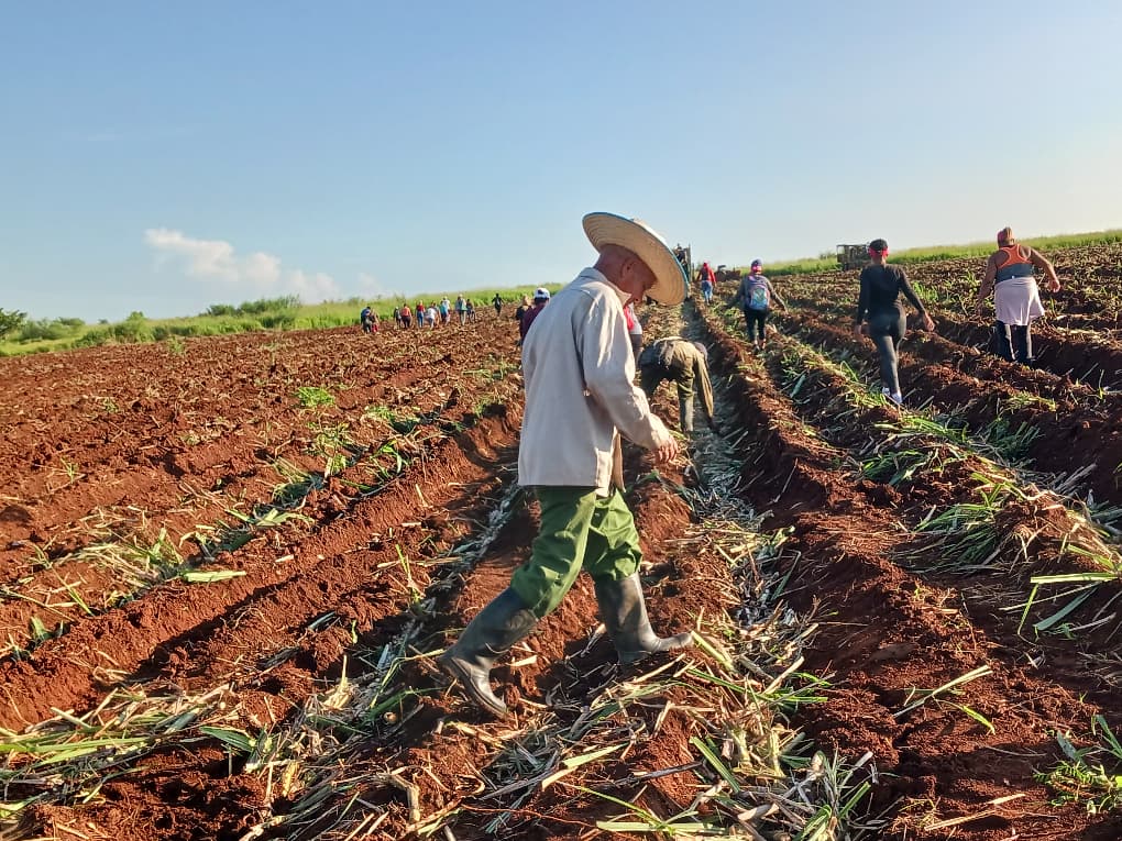 Trabajo productivo en cooperativa fundada por Fidel