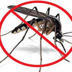 Para evitar la proliferación del Aedes Aegypti
