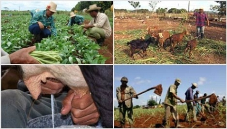 Trabajarán en Jaruco con vistas a la contratación agropecuaria 2026