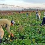 Agilizan proceso productivo directivos de San Jos&eacute; de las Lajas