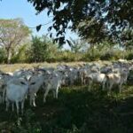 Trabajan por incrementar calidad de masa ganadera en Santa Cruz del Norte