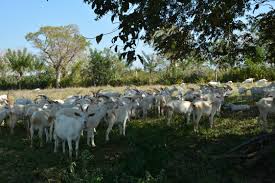 Trabajan por incrementar calidad de masa ganadera en Santa Cruz del Norte. Foto: Archivo