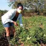Estrategias de género a favor de la mujer campesina. Foto: Radio Camoa