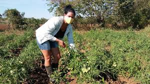Estrategias de género a favor de la mujer campesina. Foto: Radio Camoa