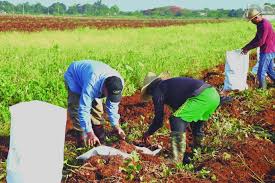 Para potenciar la producción de alimentos