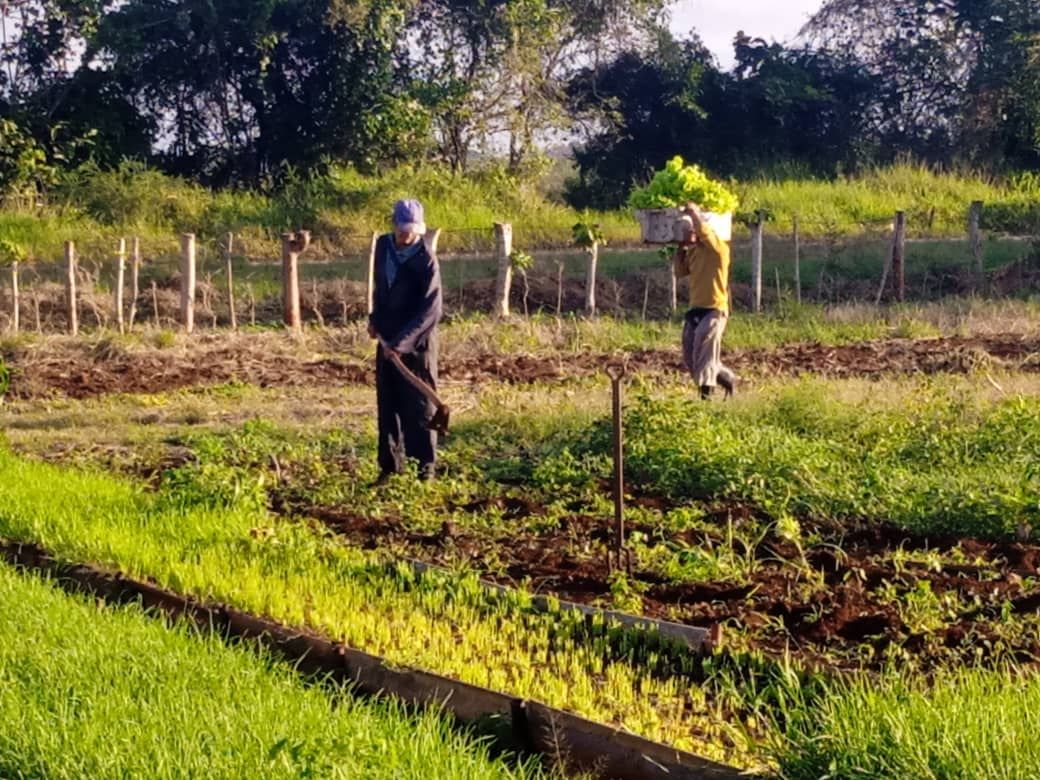 Realizarán en Jaruco recorrido nacional de la agricultura urbana