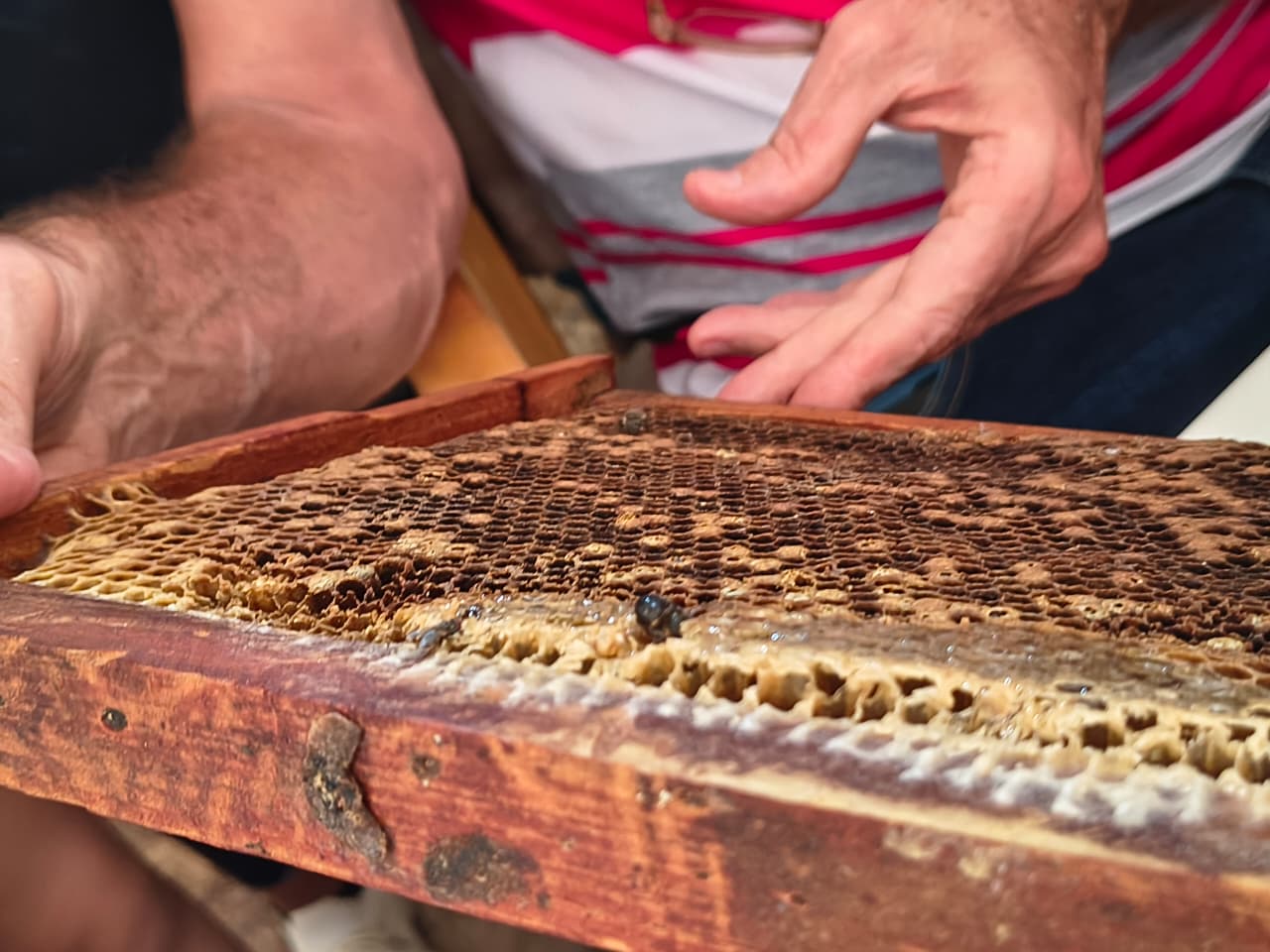 Participa joven de Jaruco en curso de apicultura