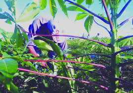 La productividad y la eficiencia son premisas de los agricultores de San José de las Lajas. Foto: Radio Camoa