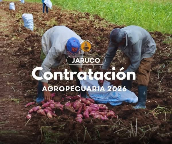 Continúa en Jaruco proceso de contratación agropecuaria 2026