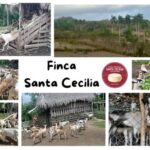 Continúa productora jaruqueña desarrollando la ganadería caprina