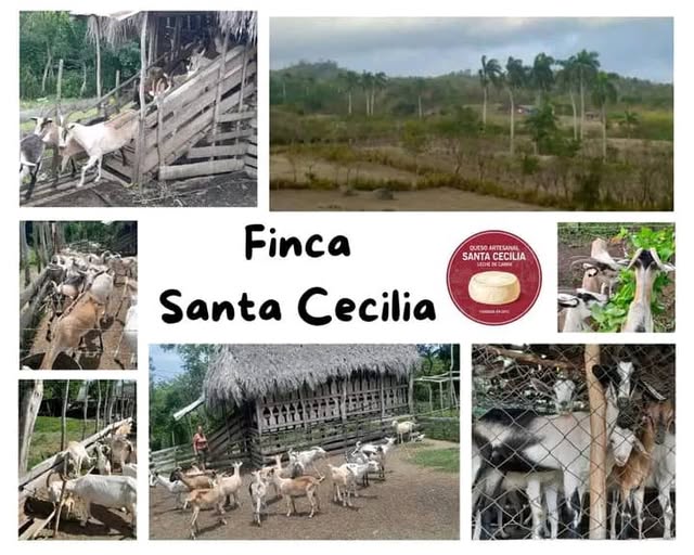 Continúa productora jaruqueña desarrollando la ganadería caprina