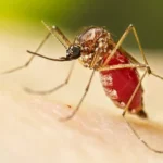 Regresa a Bataban&oacute; el cambio de labor, una batalla contra el mosquito