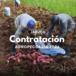 Prosigue en Jaruco proceso de contratación agropecuaria 2026