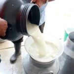 Decreció entrega de leche en San Antonio de Río Blanco, Jaruco