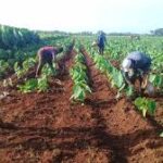 Ciencia y obrar al cierre de 2025