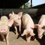 Tras el sacrificio, llegan los beneficios