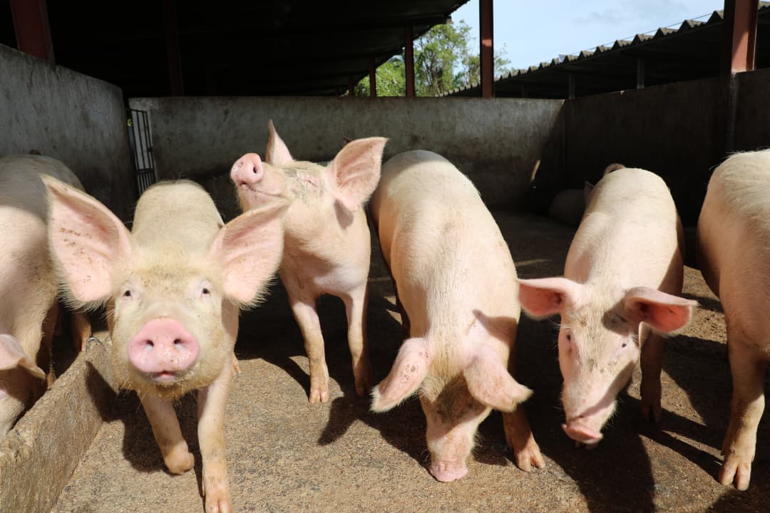 Tras el sacrificio, llegan los beneficios