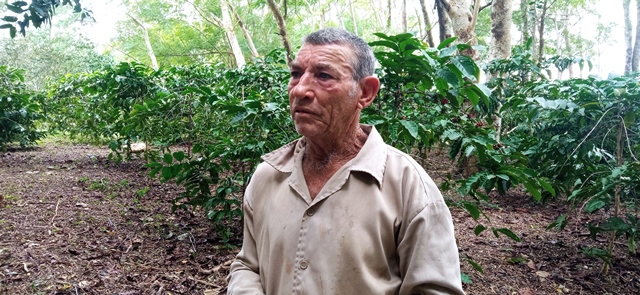 Fomentan programa cafetalero en finca lajera