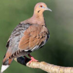 Extienden temporada de caza cineg&eacute;tica en Cuba hasta marzo