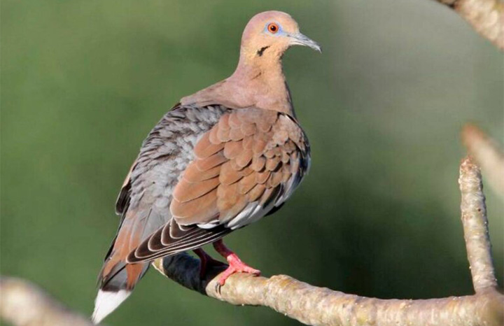 Cuba desmiente supuesto aumento del precio del pasaporte para residentes en el exterior.