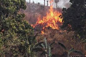Reforzar la vigilancia previene los incendios forestales