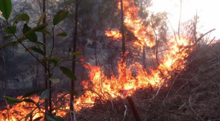 Reportan tres incendios forestales en Cuba.