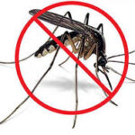 Por un entorno libre de mosquitos