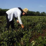 Ponderan ecología en campos de Mayabeque. Foto: Radio Reloj