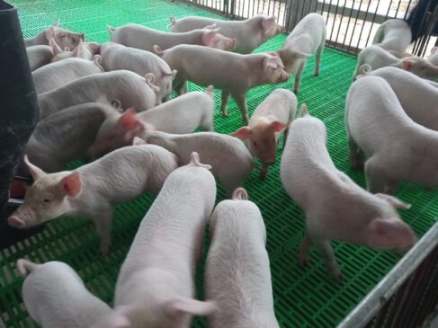 Priorizan cría de cerdos en Mayabeque. Foto: Radio Camoa