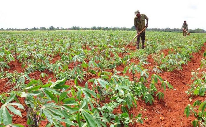 Progresa en Jaruco campaña de siembra de frío. Foto: Radio Jaruco