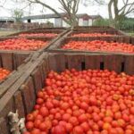 Avanza cosecha de tomate en Mayabeque