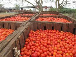 Avanza cosecha de tomate en Mayabeque