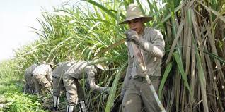 Aportan j&oacute;venes a la zafra azucarera en Mayabeque