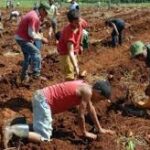 Aportan estudiantes de San Jos&eacute; de las Lajas