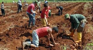 Aportan estudiantes a la producción de alimentos. Foto: Radio Camoa