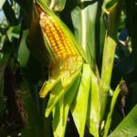 Proyecto de ma&iacute;z h&iacute;brido busca sustituir importaciones