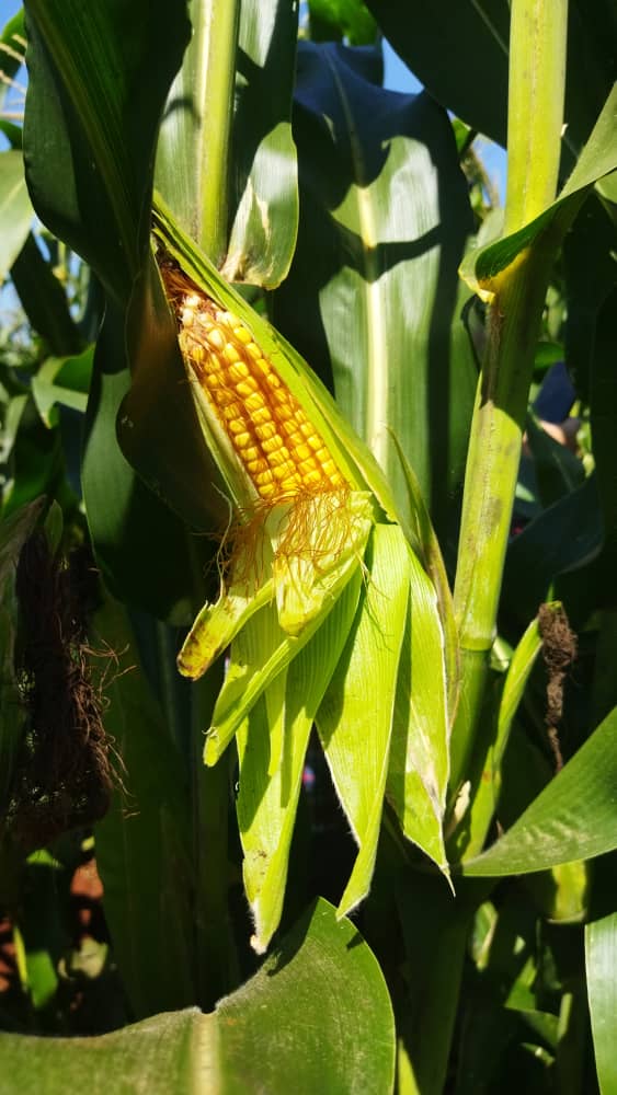 Proyecto de maíz híbrido busca sustituir importaciones