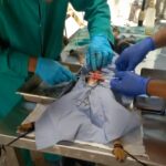 Bienestar animal y esterilización en Mayabeque