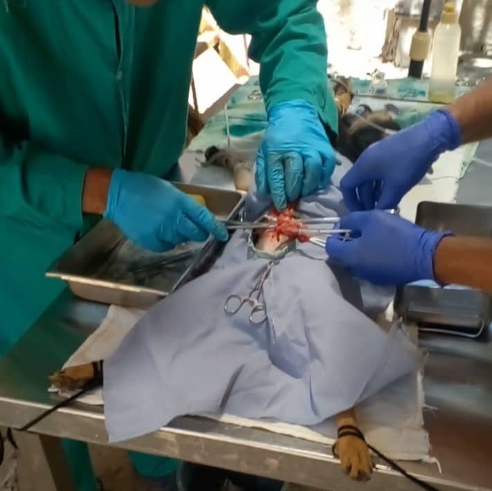 Bienestar animal y esterilización en Mayabeque