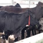 Potencian en Mayabeque desarrollo de la genética en la ganadería (+Galería) (+Audio)