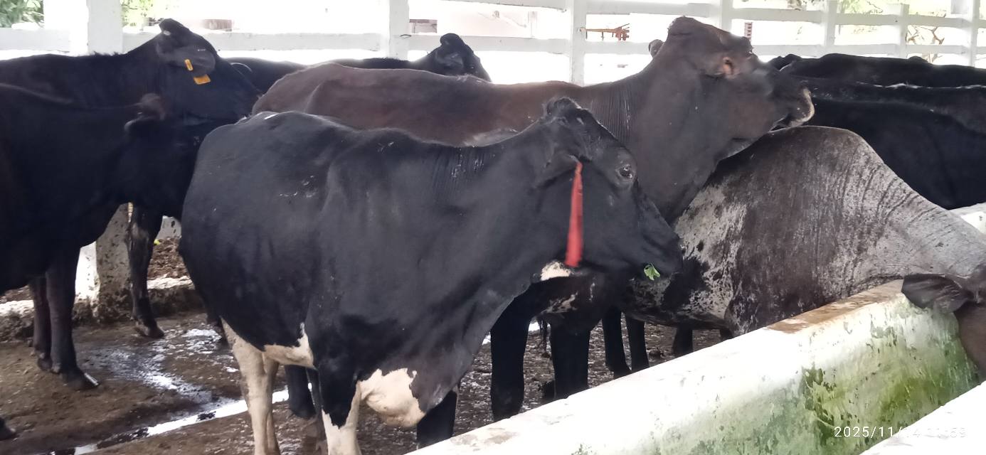 Potencian en Mayabeque desarrollo de la genética en la ganadería